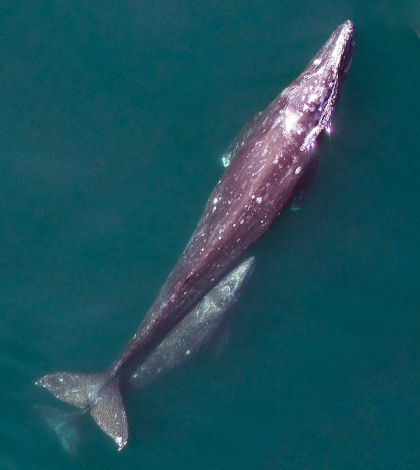 A gray whale and her calf migrate north along the California coast. (Credit: NOAA)