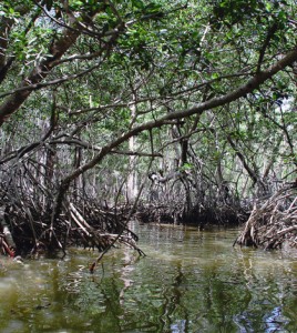 Mangrove forests help stabilize sediment as they collect on river and estuary banks, creating more mangrove habitat and providing a buffer against sea level rise. (Credit: Peyri Herrera/CC BY-ND 2.0)