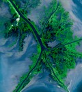 Mississippi birdfoot delta. (Credit: NASA Landsat)