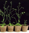 The double mutant plant has stunted development compared to plants with either one or no mutated genes. (Credit: University of Nebraska-Lincoln)