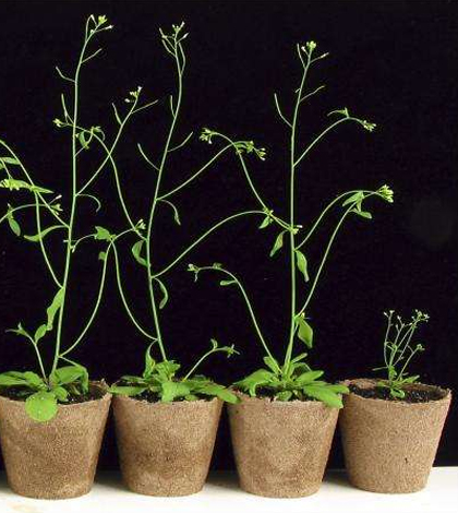 The double mutant plant has stunted development compared to plants with either one or no mutated genes. (Credit: University of Nebraska-Lincoln)