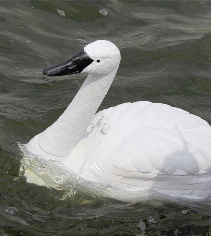 GPS-guided robots disguised as swan are set to take water quality measurements for researchers. (NUS Environmental Research Institute)