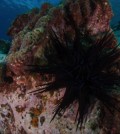 The urchin has moved into the waters of Tasmania, leading to large-scale community change. (Credit: Rick Stuart-Smith)
