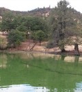Toxic Microcystis algae grow in a large bloom in the Copco Reservoir on the Klamath River, posing health risks to people, pets and wildlife. (Courtesy of Oregon State University)