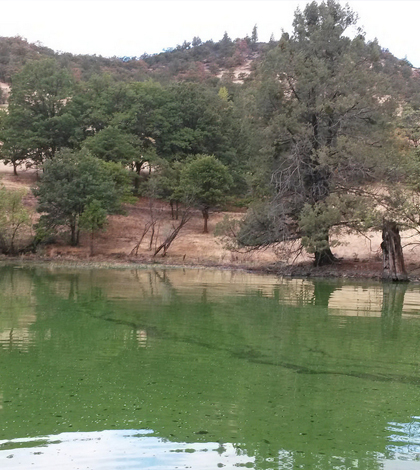 Toxic Microcystis algae grow in a large bloom in the Copco Reservoir on the Klamath River, posing health risks to people, pets and wildlife. (Courtesy of Oregon State University)
