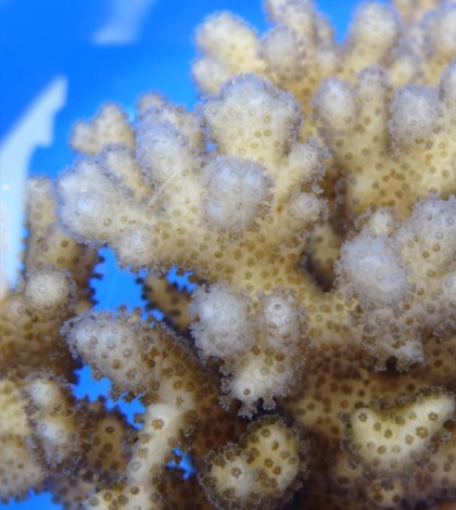 An adult coral. (Credit: Hollie Putnam)