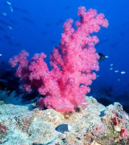 Coral near Tarawa, Kiribati. (Credit: Linda Wade / NOAA)