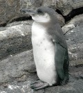 The Galapagos penguin is the second smallest penguin and the rarest in the world. (Credit: Aquaimages)