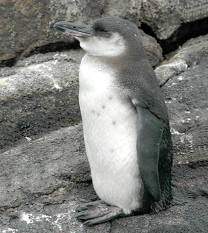 The Galapagos penguin is the second smallest penguin and the rarest in the world. (Credit: Aquaimages)