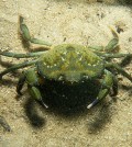 European green crab. (Credit: Commonwealth Scientific and Industrial Research Organisation/CC BY 3.0)