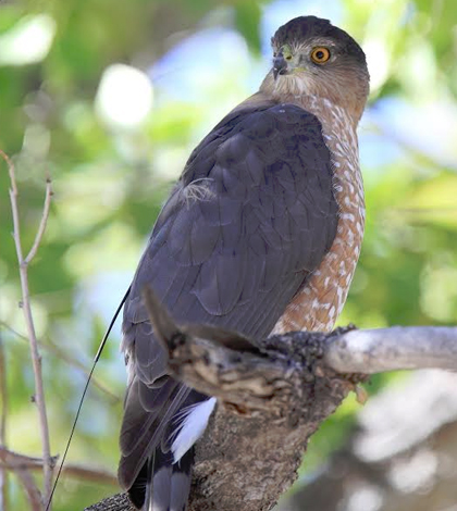 3-year-old adult female Cooper's Hawk that has been tagged with a radio transmitter. (Credit: Brian Millsap)