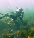 Algae-covered habitat dominates areas off the Maug Islands in the Pacific Ocean that are close to underwater volcanic vents that spew carbon dioxide. New research shows that concentrations of carbon dioxide in seawater around the vents drives a shift from healthy coral to algae-covered habitat. (Credit: Stephani Gordon / Open Boat Films / NOAA)