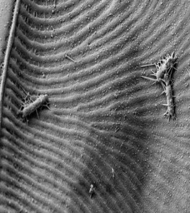Electron micrograph of an Antarctic sea ice diatom, Amphiprora, with attached bacterial cells, illustrating the association between diatoms and bacteria in the Southern Ocean ecosystem. (Credit: Greg Wanger)