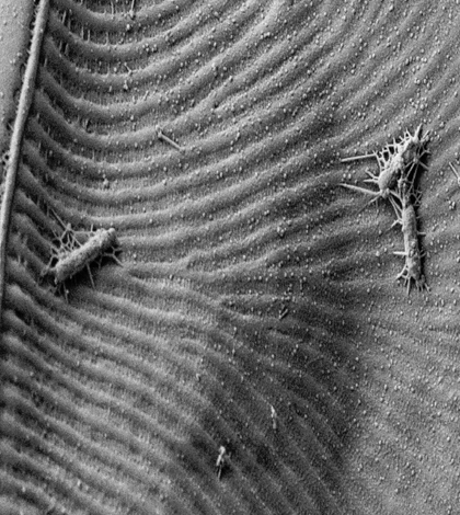 Electron micrograph of an Antarctic sea ice diatom, Amphiprora, with attached bacterial cells, illustrating the association between diatoms and bacteria in the Southern Ocean ecosystem. (Credit: Greg Wanger)