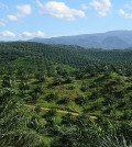 Palm plantation in Cigudeg, Bogor. (Credit: Achmad Rabin Taim/CC BY 2.0)