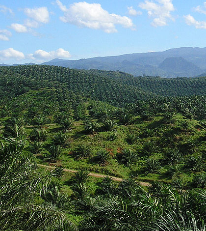 Palm plantation in Cigudeg, Bogor. (Credit: Achmad Rabin Taim/CC BY 2.0)