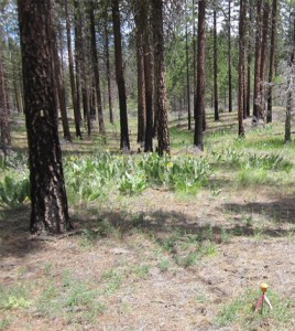 Treated plot that subsequently burned in the Peterson Fire of 2008. (Credit: Jens Stevens / UC Davis)