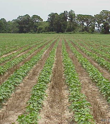 strip-till farming Researchers find that strip-tilling yields better crops. (Credit: Soil Science/CC BY 2.0)