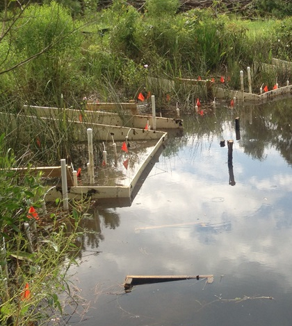 Researchers installed adjustable enclosures near the shoreline to simulate low, intermediate and high flooding levels. (Credit: Dr. Eric Sparks / Mississippi State University)