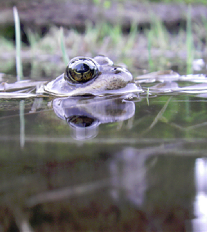 An adult Cascades frog. (Credit: Maureen Ryan / University of Washington)