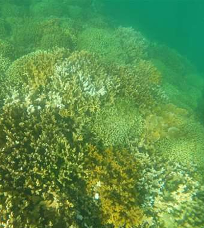 Partially bleached coral in Kaneohe, Hawaii. (Credit: Dan Dennison / Hawaii Department of Land and Natural Resources)