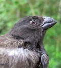 Medium tree finch. (Credit: Jody O'Connor)