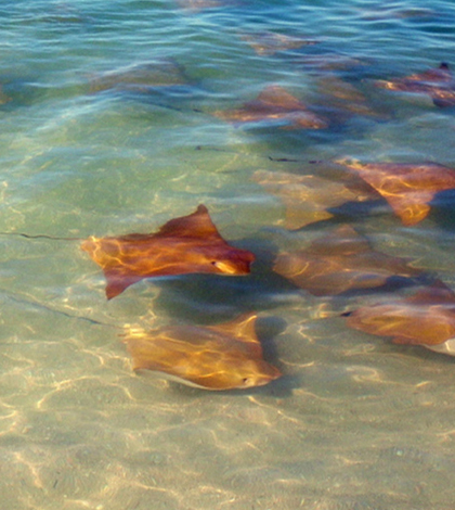 Manta rays near Louisiana. (Credit: U.S. Environmental Protection Agency)