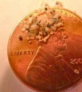 Microbeads are bits of plastic so small that hundreds of them would be needed to cover a single penny. (Credit: 5Gyres, courtesy of Oregon State University)