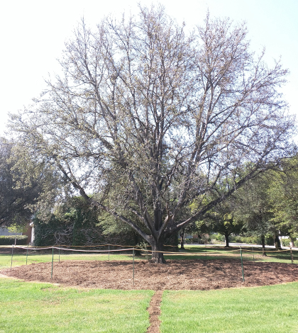Grounds managers believe the large lawn that the tree is sitting on could be contributing to its problems, as trees and lawns absorb water differently. (Credit: University of California, Riverside)