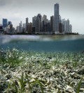 The coral reefs, mangroves and seagrasses that support marine food webs are in decline. (vilaincrevette / Fotolia)