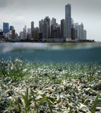 The coral reefs, mangroves and seagrasses that support marine food webs are in decline. (vilaincrevette / Fotolia)