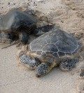 Green sea turtles resting on the shore. (Credit: Steve Jurvetson/CC BY 2.0)