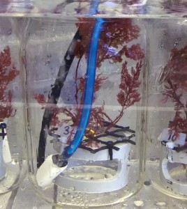 seaweeds / Experiment specimens of the fleshy, red alga Plocamium cartilagineum in individual beakers. (Credit: Susan Kram / UC San Diego)