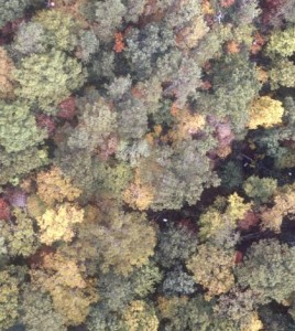 Trees in Southeastern forests may experience a shift in species due to more frequent droughts. (Credit: Duke University)