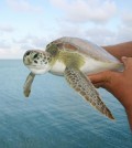 Juvenile Green sea turtle captured August 2008 in the moat at Fort Jefferson, Dry Tortugas National Park. (Credit: Kristen Hart, U.S. Geological Survey)