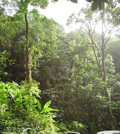 Tropical forest in Martinique. (Credit: Frameme/CC BY-SA 3.0)