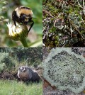 Citizen scientists can help log wildlife and biodiversity as they hike Wyoming trails. (Courtesy of WyoBio)