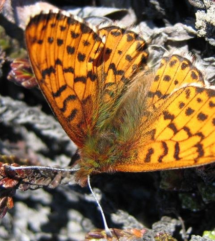 Arctic fritillary is one of two species that have become smaller due to climate change. (Credit: Toke T. Hoye)