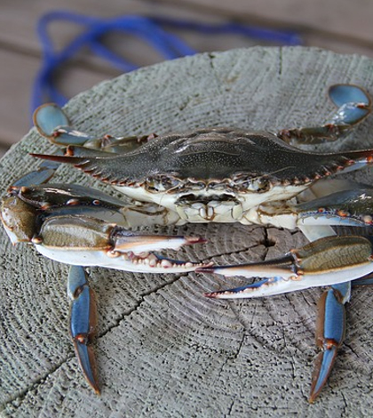 A blue crab. (Credit: Public Domain)