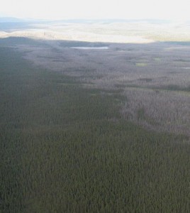 Boreal forest fire from 2007. (Credit: Colocho/CC BY-SA 3.0)