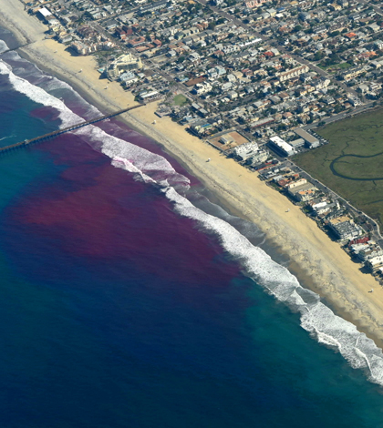 The dye’s evolution as of roughly 8 a.m. Pacific Daylight Time on the first day of the release. It initially traveled northward within the surf zone, but behaved quite unexpectedly as time progressed. (Credit: Stephen Holloman and Nick Statom / Scripps Institution of Oceanography)