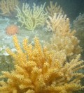 Coral garden habitat in Western Jordan Basin. Sea fans, sponges and anemones cover the rocky ridge. (Credit: Peter Auster)