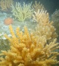 Coral garden habitat in Western Jordan Basin. Sea fans, sponges and anemones cover the rocky ridge. (Credit: Peter Auster)