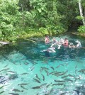 Tourists in Brazil interact with fish in a tributary of the Culabá River. (Credit: Benjamin Geffroy)