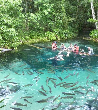 Tourists in Brazil interact with fish in a tributary of the Culabá River. (Credit: Benjamin Geffroy)