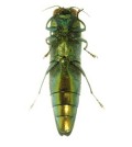 Ventral view of an adult emerald ash borer. (Credit: U.S. Department of Agriculture)