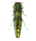 Ventral view of an adult emerald ash borer. (Credit: U.S. Department of Agriculture)