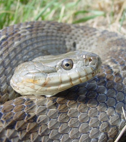The Lake Erie watersnake is one formerly endangered species whose population recovered after it was able to supplement its native diet with an invasive species, the round goby. (Credit: Kent Bekker / U.S. Fish and Wildlife Service)