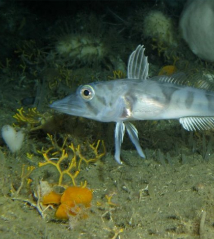 An icefish swims over bryozoans on the Weddell Seabed. (Credit: Thomas Lundalv)