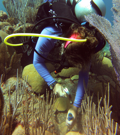 Hannah Reich collects corals off a shallow reef in Bermuda. (Credit: Andreas Rateray)